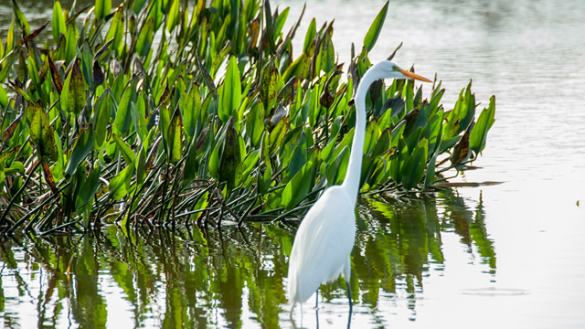 cypress lake golf wildlife2